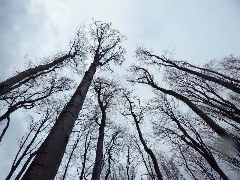 drveće dodiruje nebo, šuma